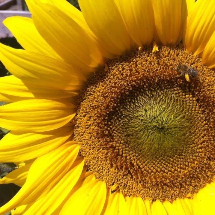  Almost no other insect has helped humans as much as the honey bee has and continues to do.  For hundreds of years, beekeepers have raised them, harvested their wonderful sweet honey, and relied on them to pollinate various crops. 
