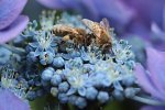 honey bees on blue buds