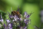honey bee on little purple flowers