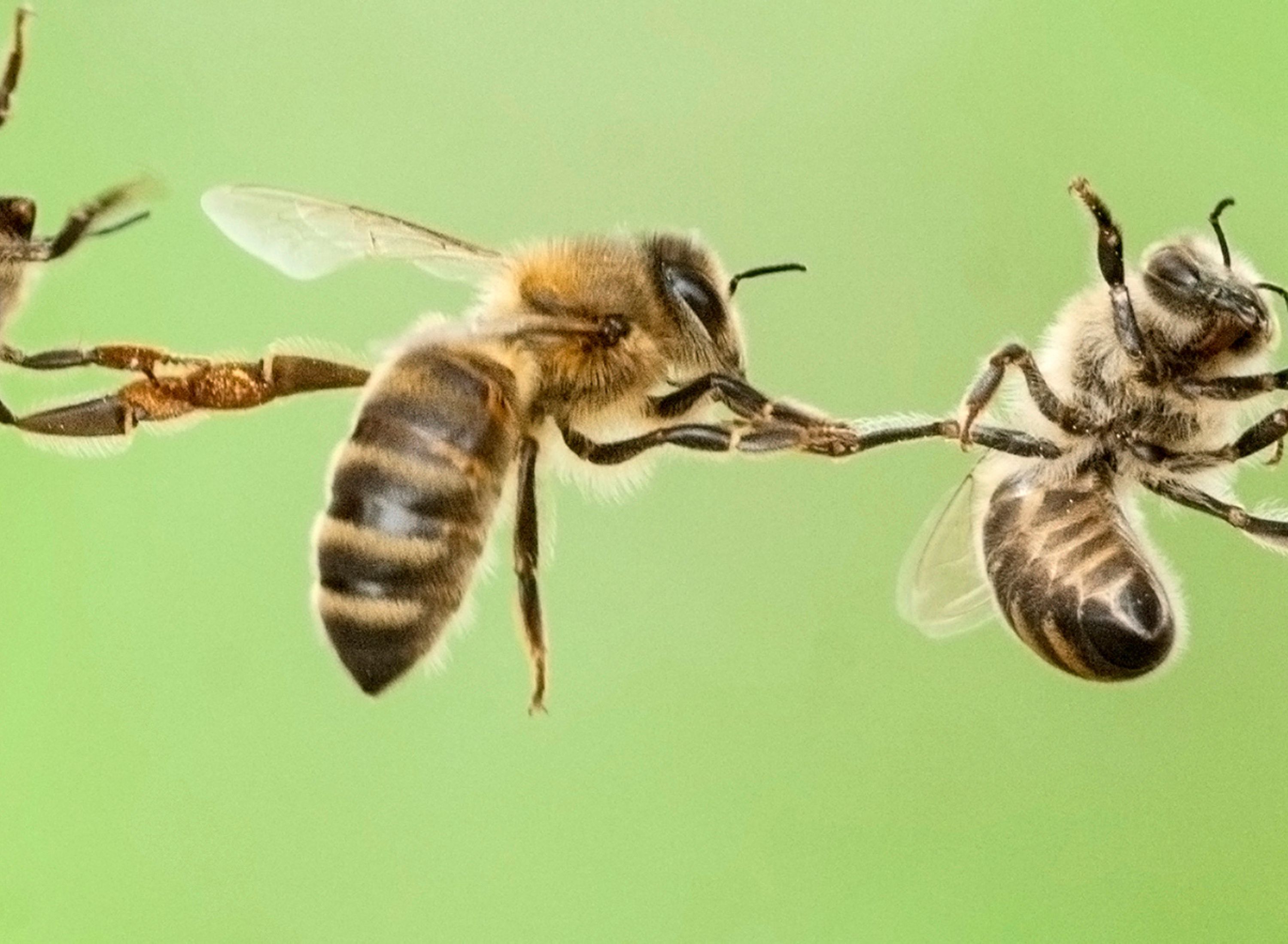 Festooning honey bees