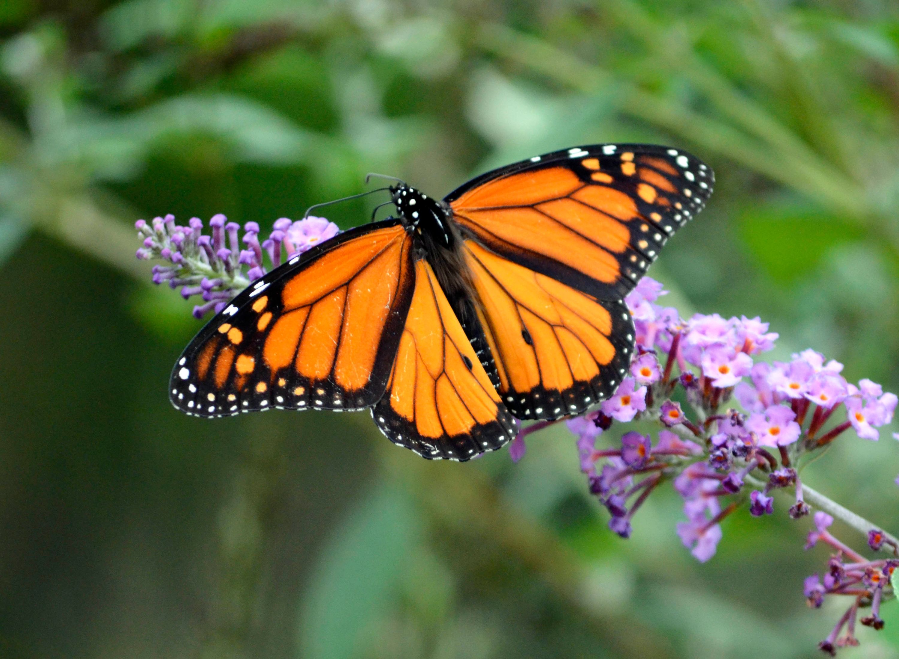 Monarch on a lilac branch