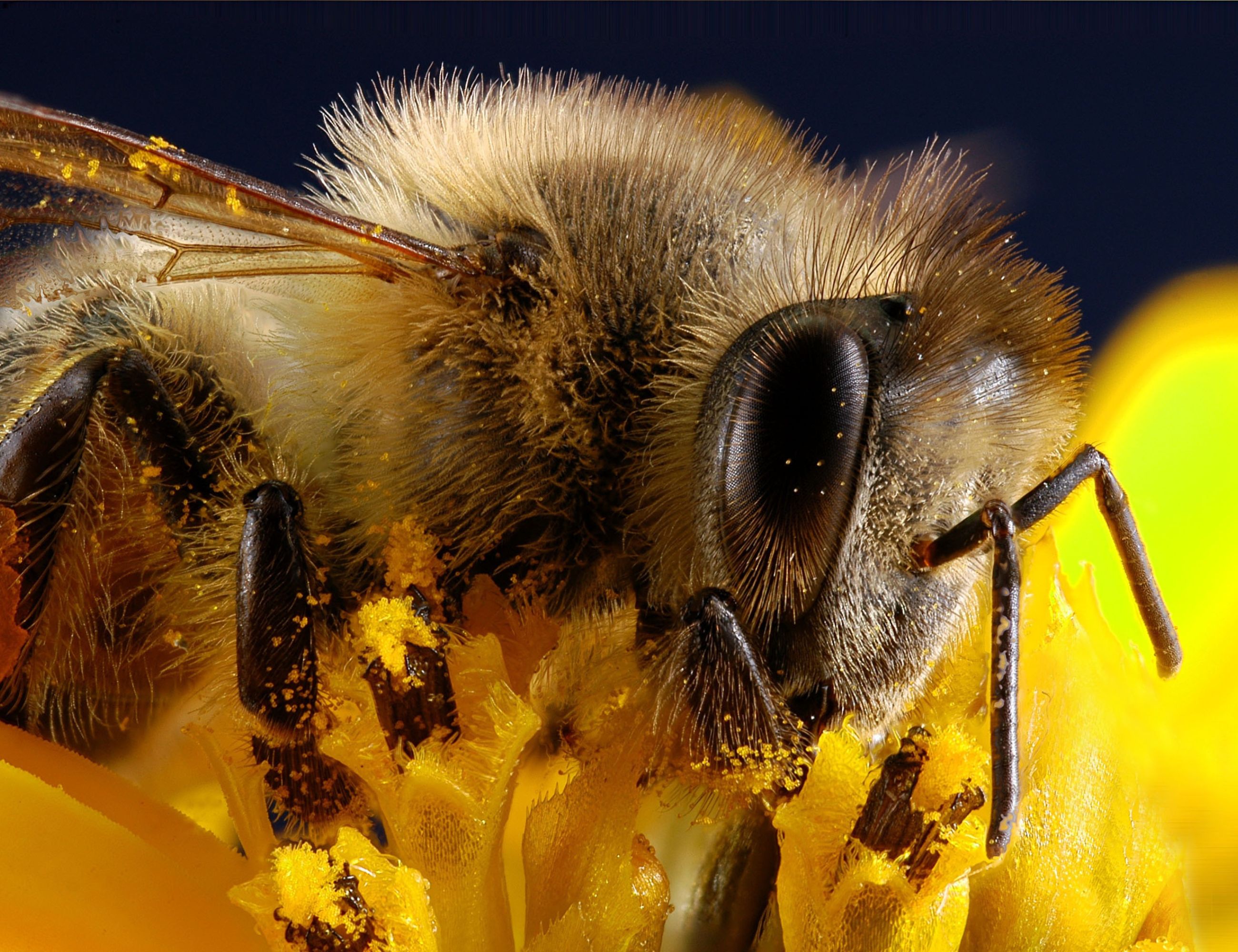 Bee image closeup bee vision