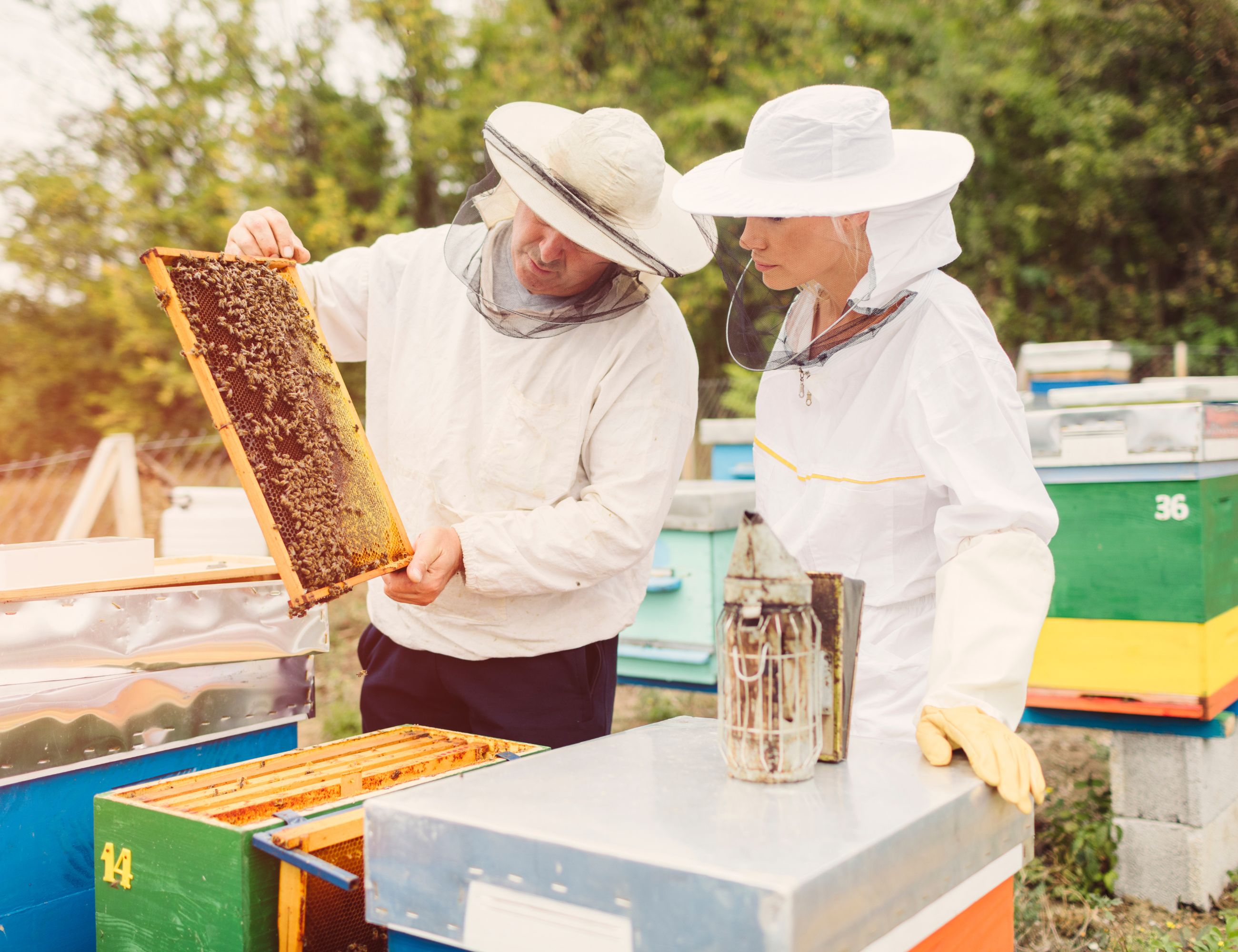 beekeepers inspection one frame of brood