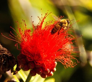 bee on red flower