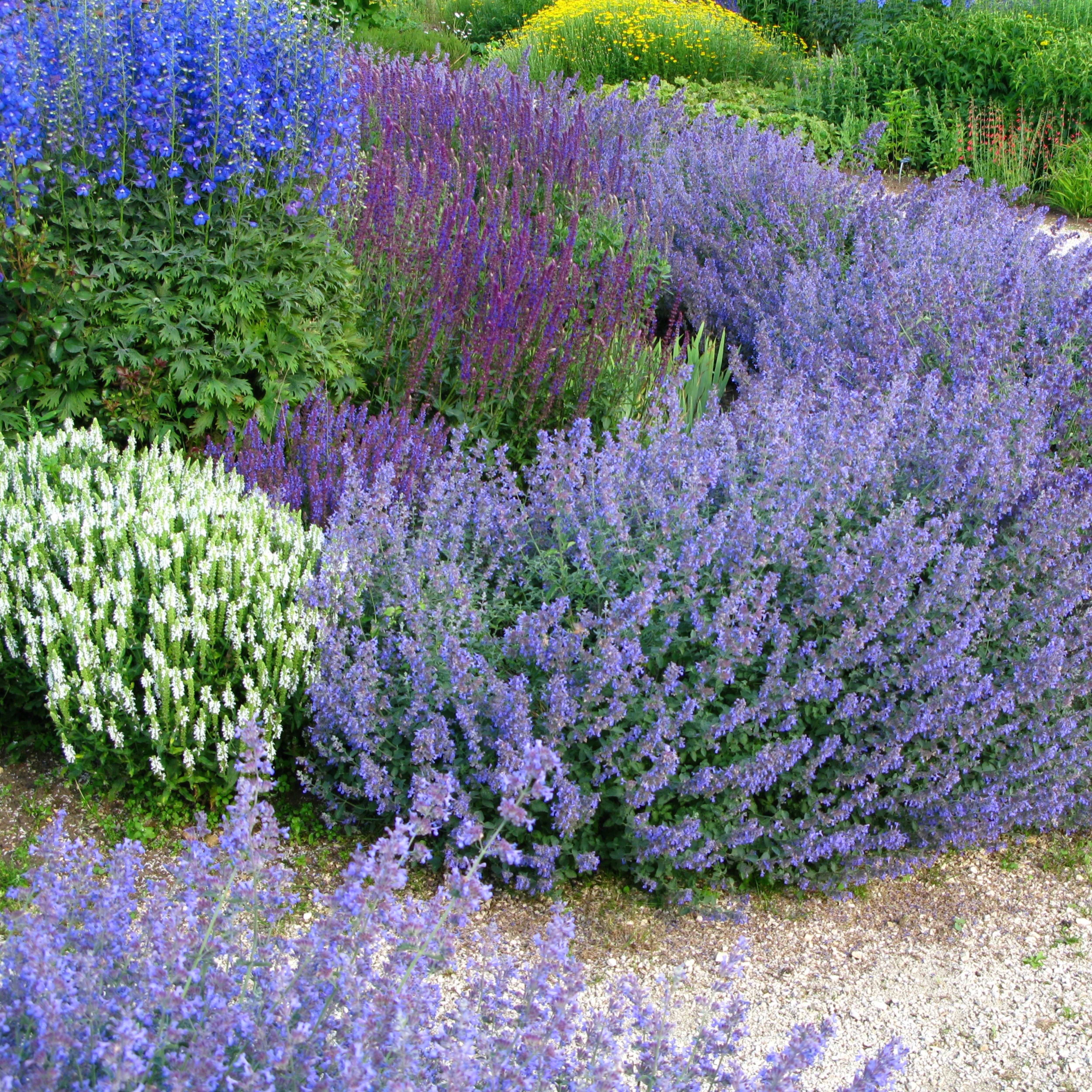 variety of plants in a no dig garden for bees