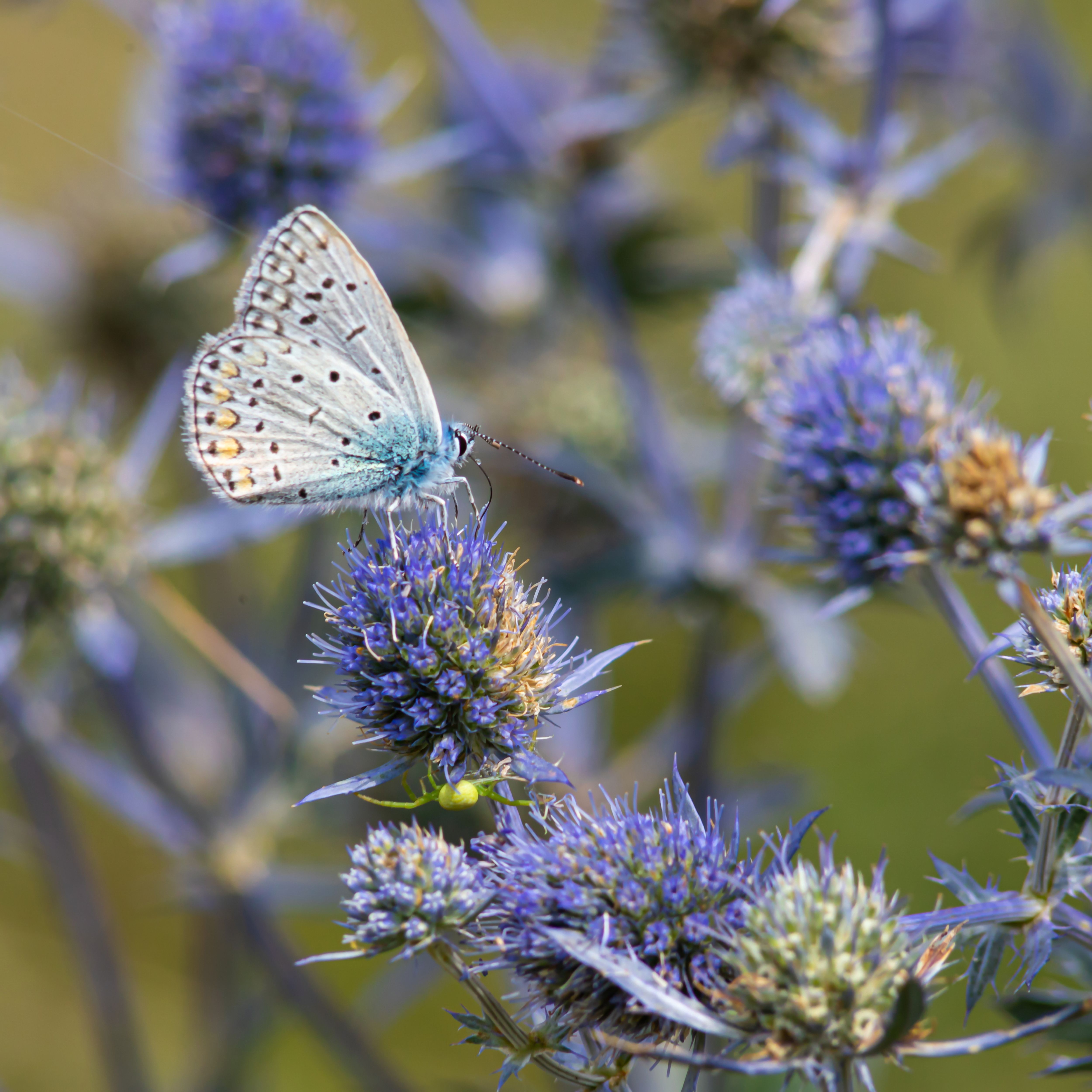 butterfly in a no dig garden