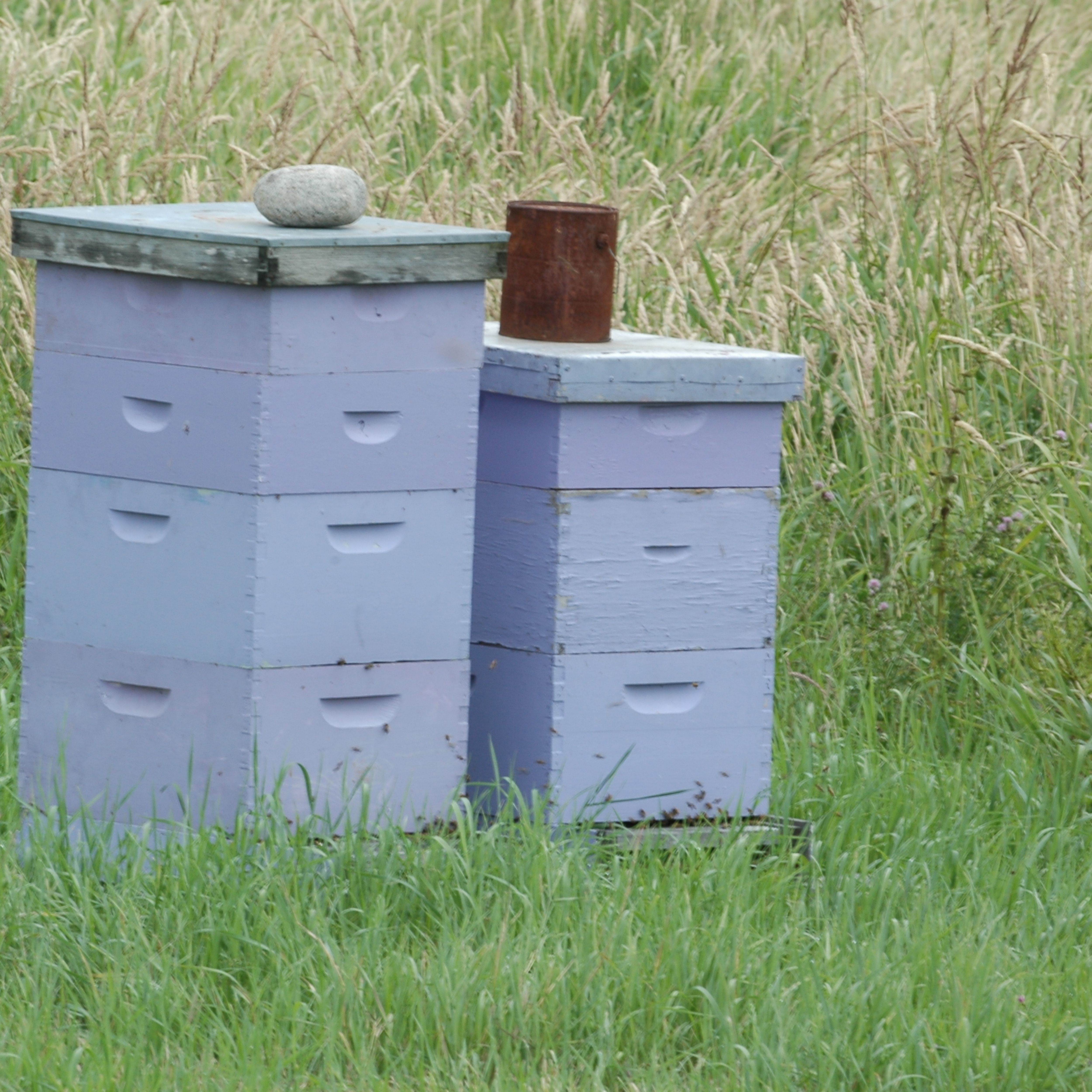 beehive on grass