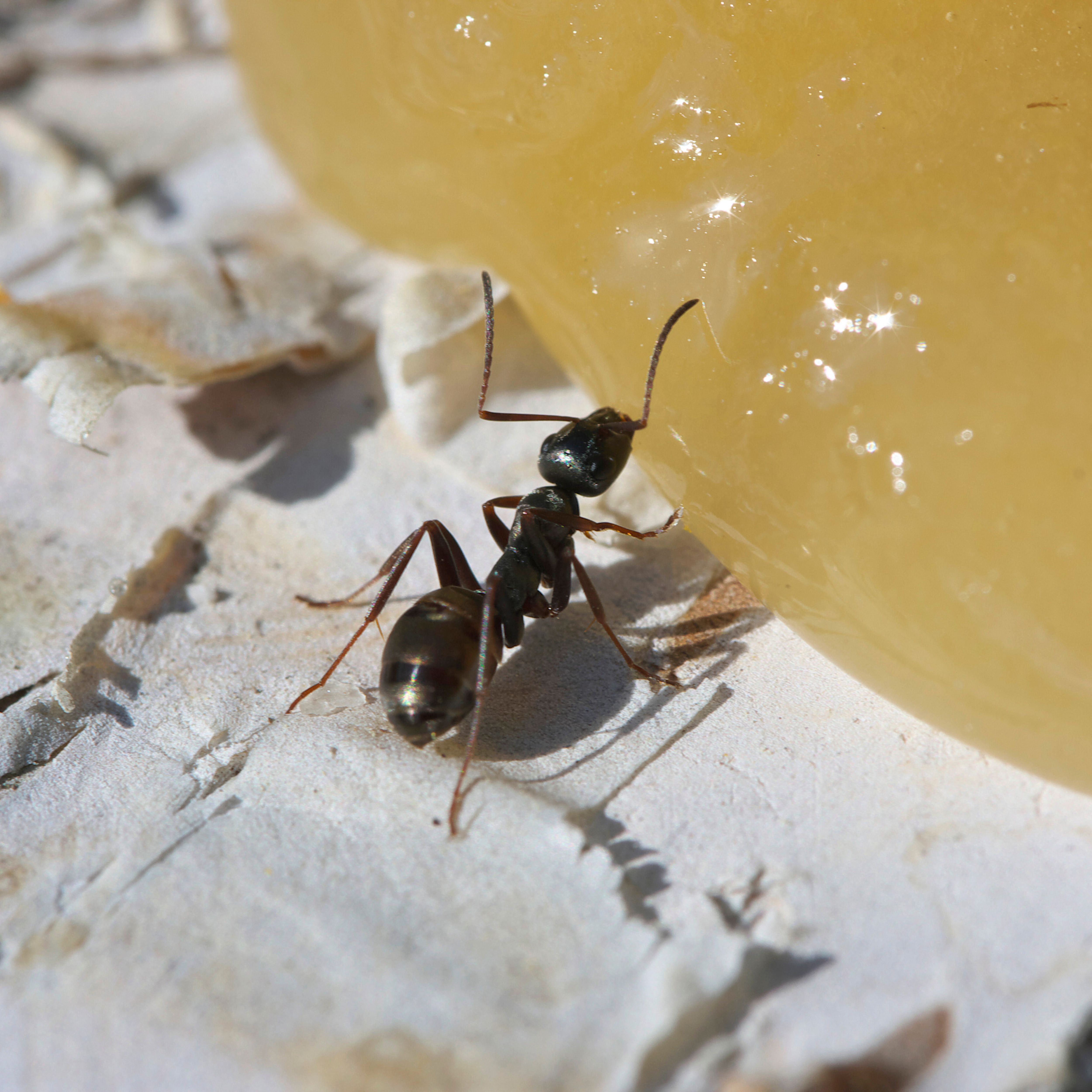 ants eating honey with a borax solution
