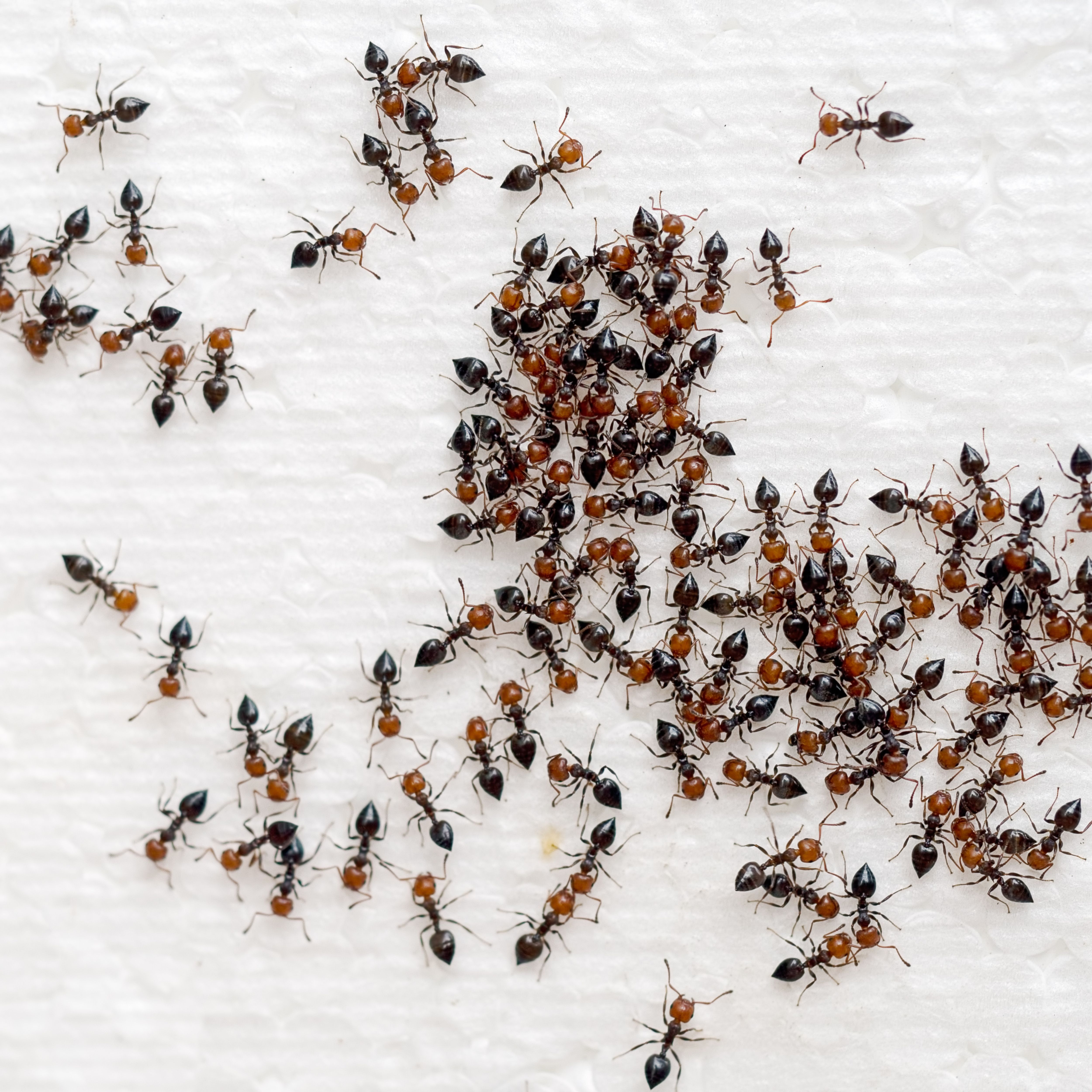 ants on a piece of white paper towel
