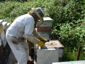 our apiary on the farm, I'm just sorting boxes here