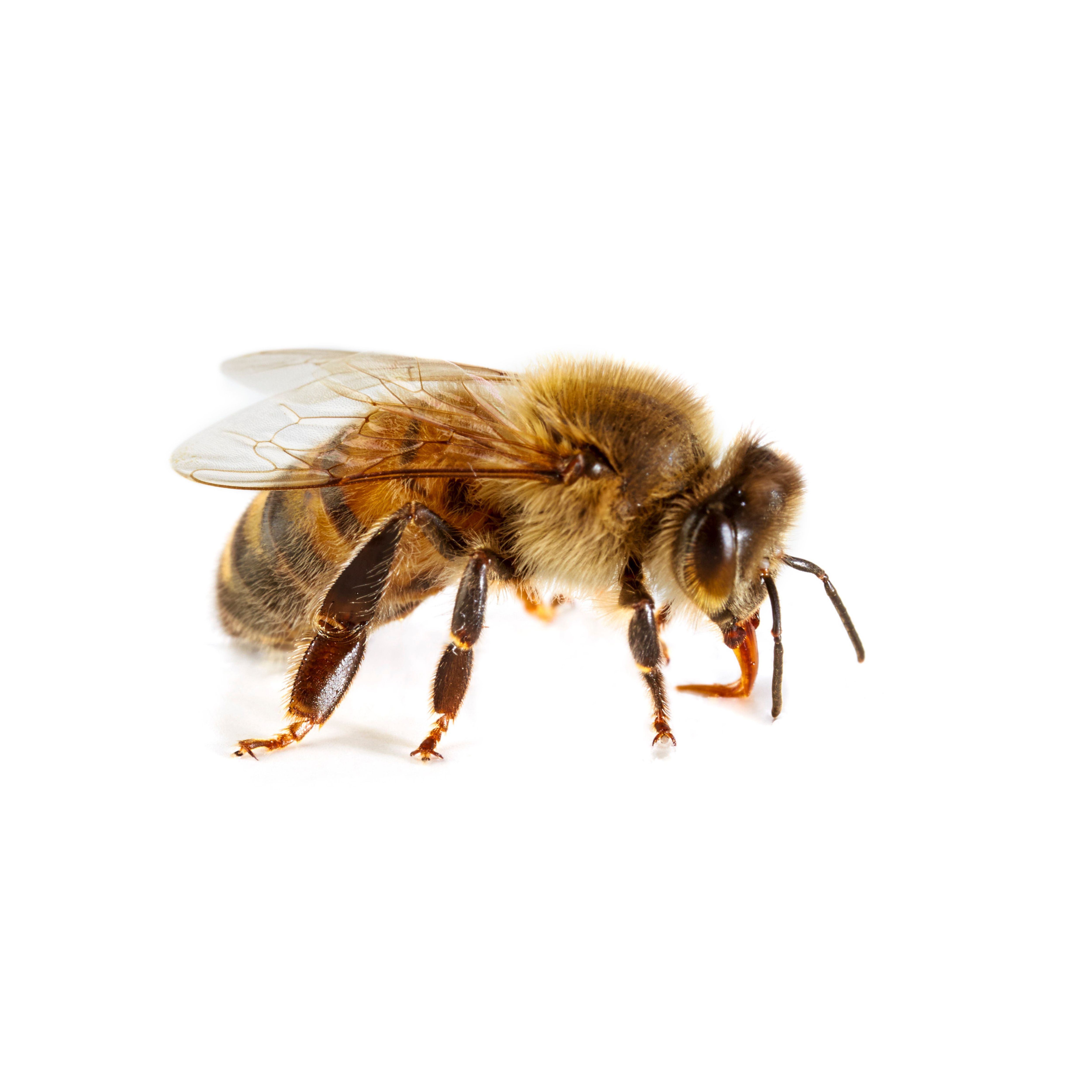 bee biology