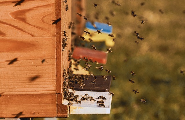 hives with landing boards