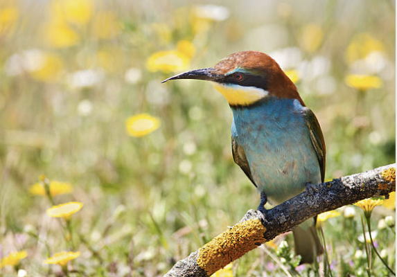 Bee-Eater