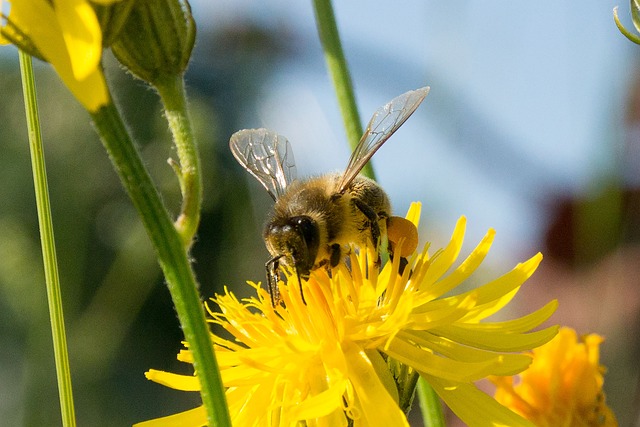 honey bee on dandelions