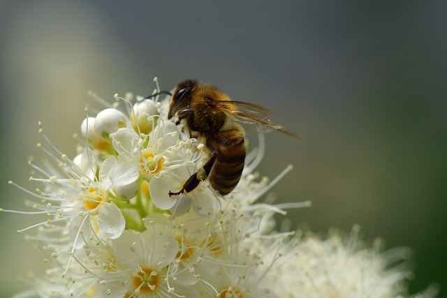 bee on white apple blossoms