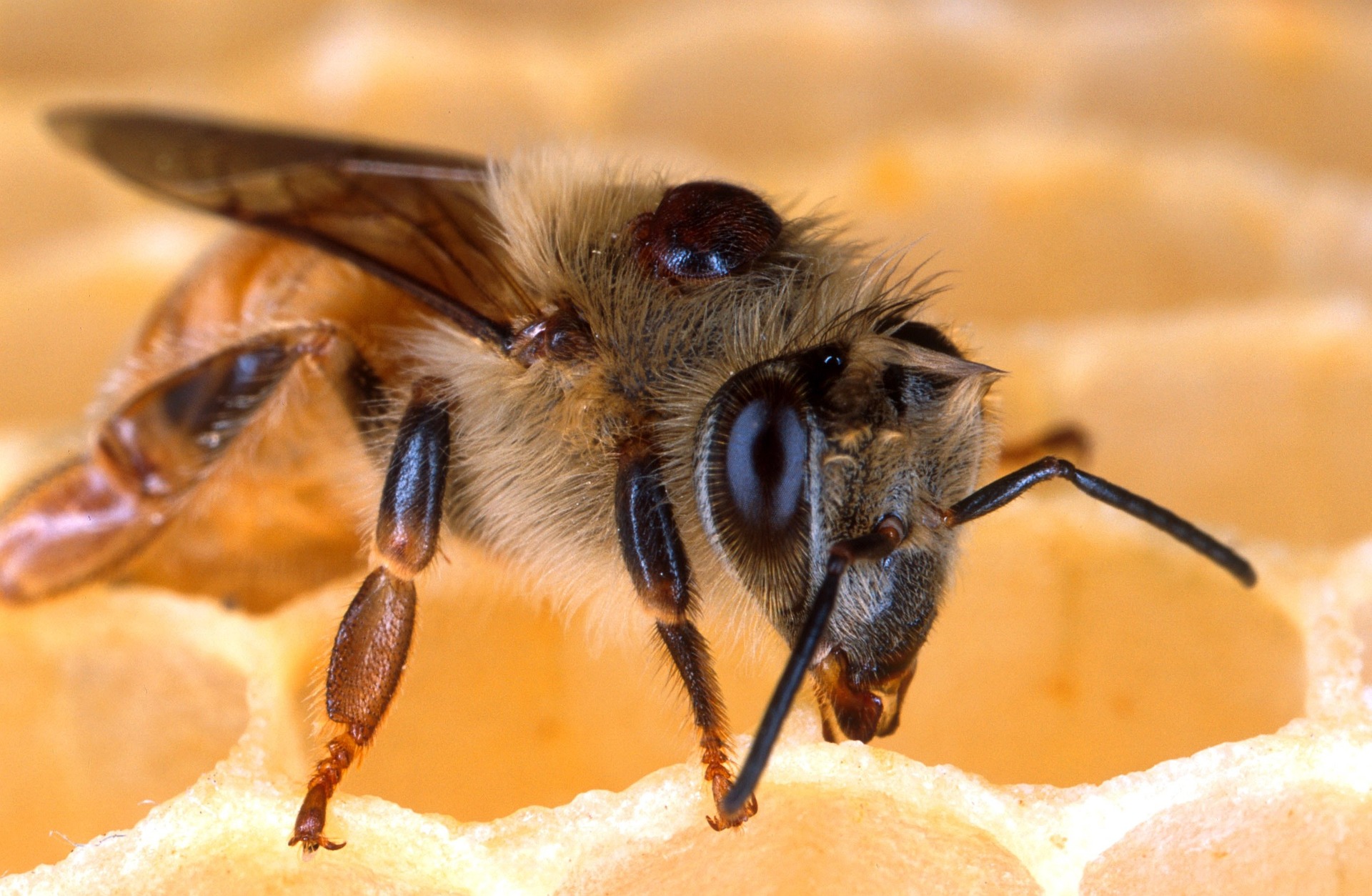 mite on honey bee