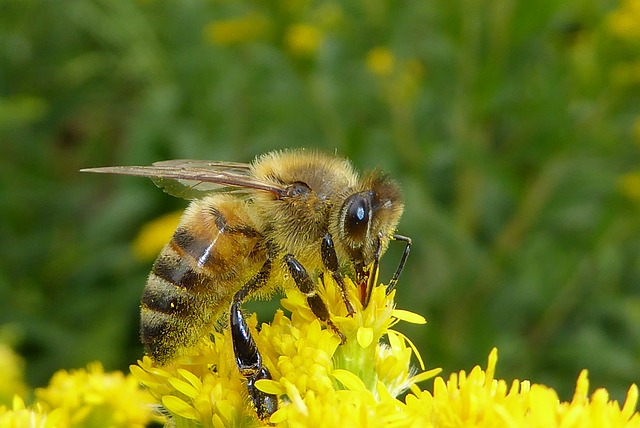 honeybee on yellow flower