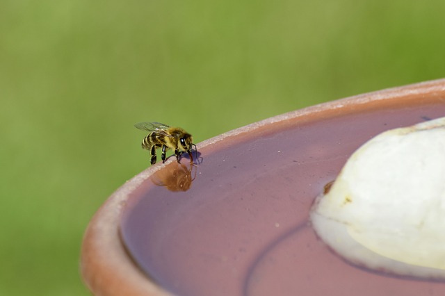 bee drinking water