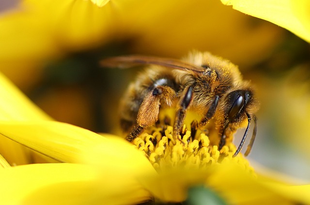 Relationship Between Honey Bees And Flowers