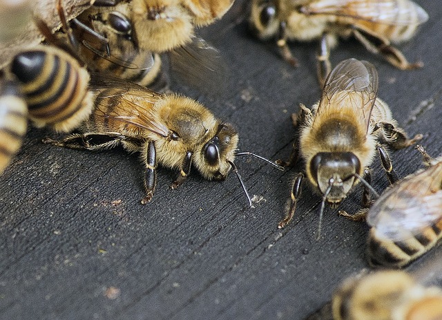 few bees on wood