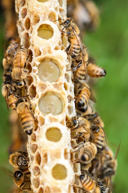bees raising queens