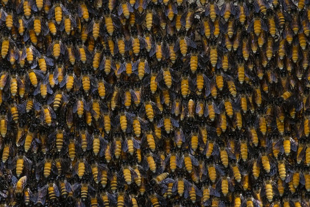 bee swarm