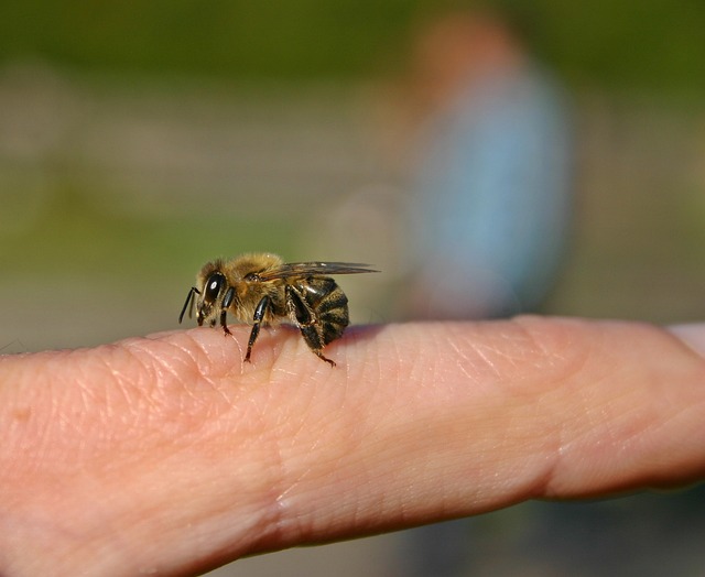 honey bee on finger