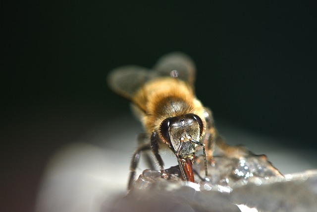 bee drinking water