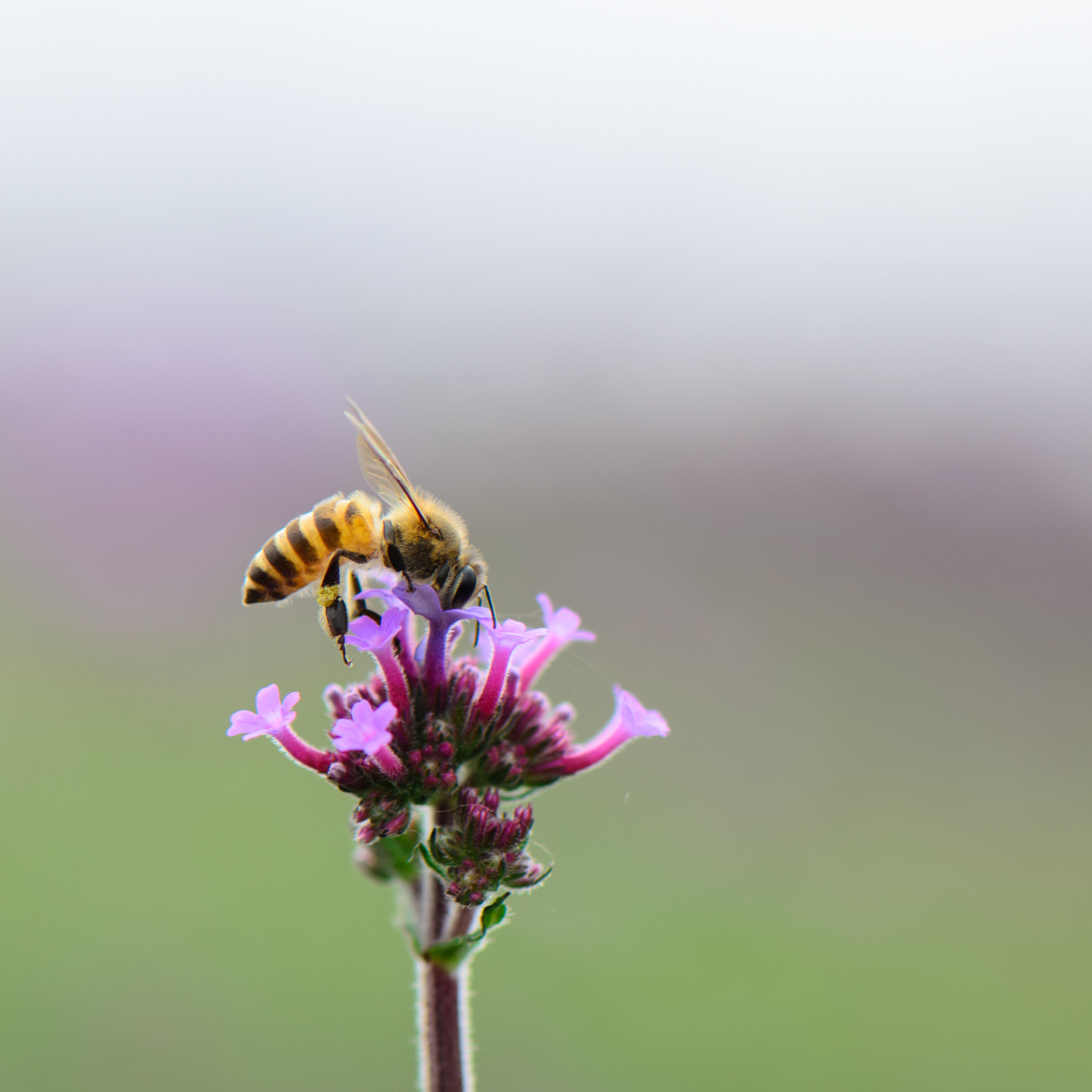 bee in a meadow on a purple flower close up