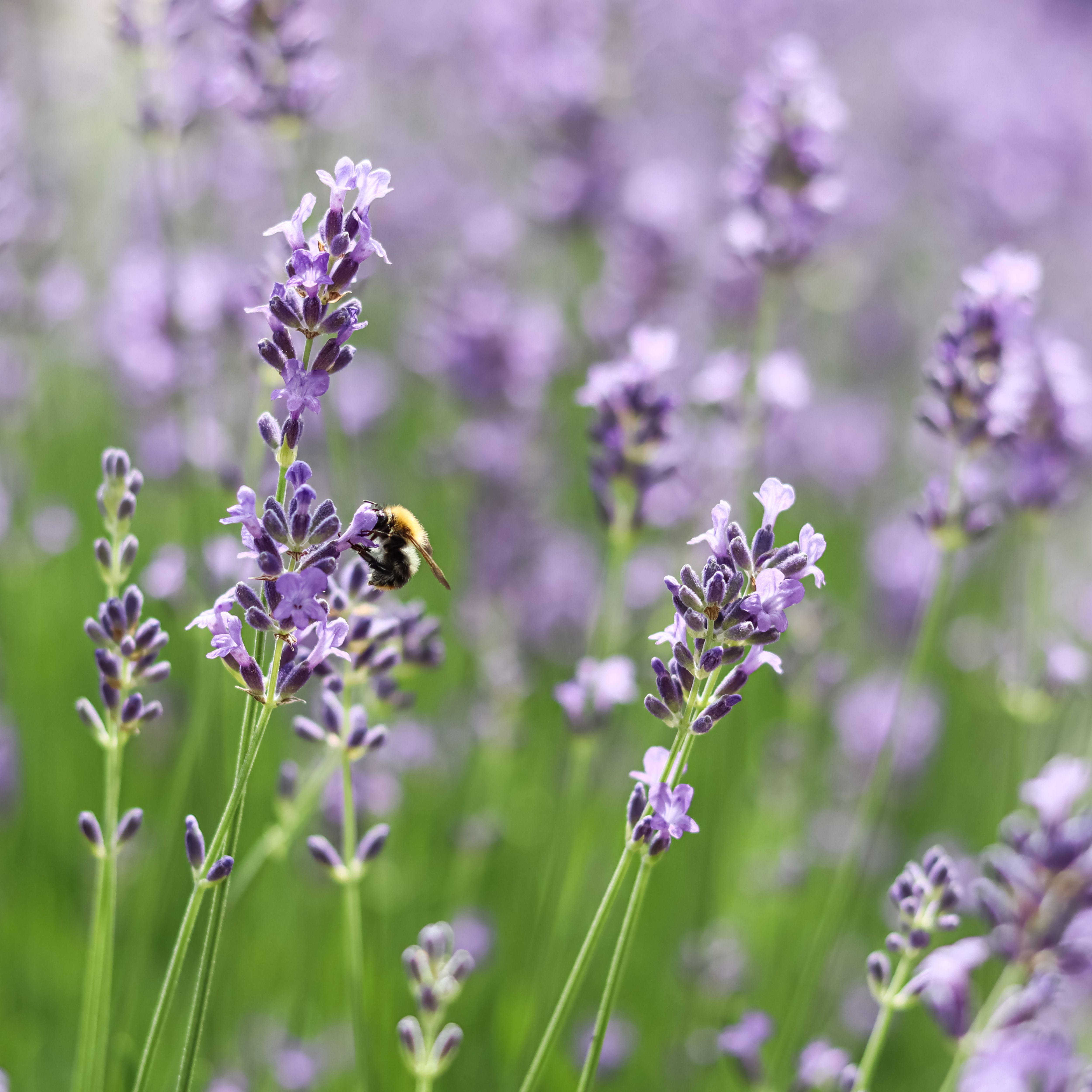 bee in a no dig garden habitat