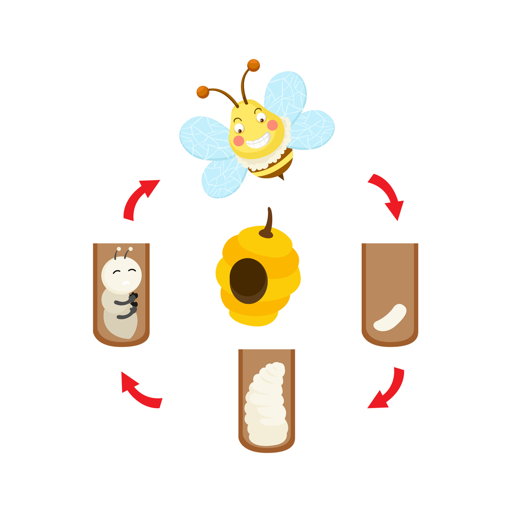Life Cycle Of A Honey Bee For Kids