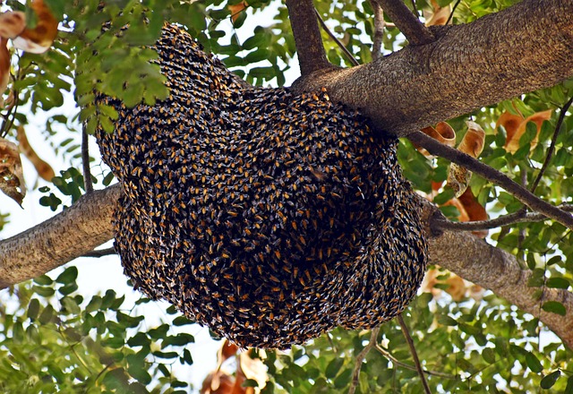 swarm of bees in a tree