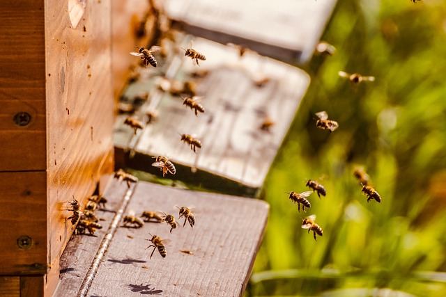 honey bee hives