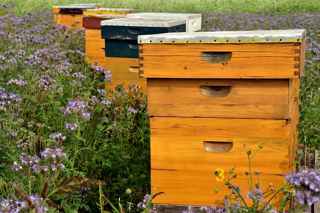 beehives in a row