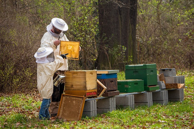 man and boy beekeeping