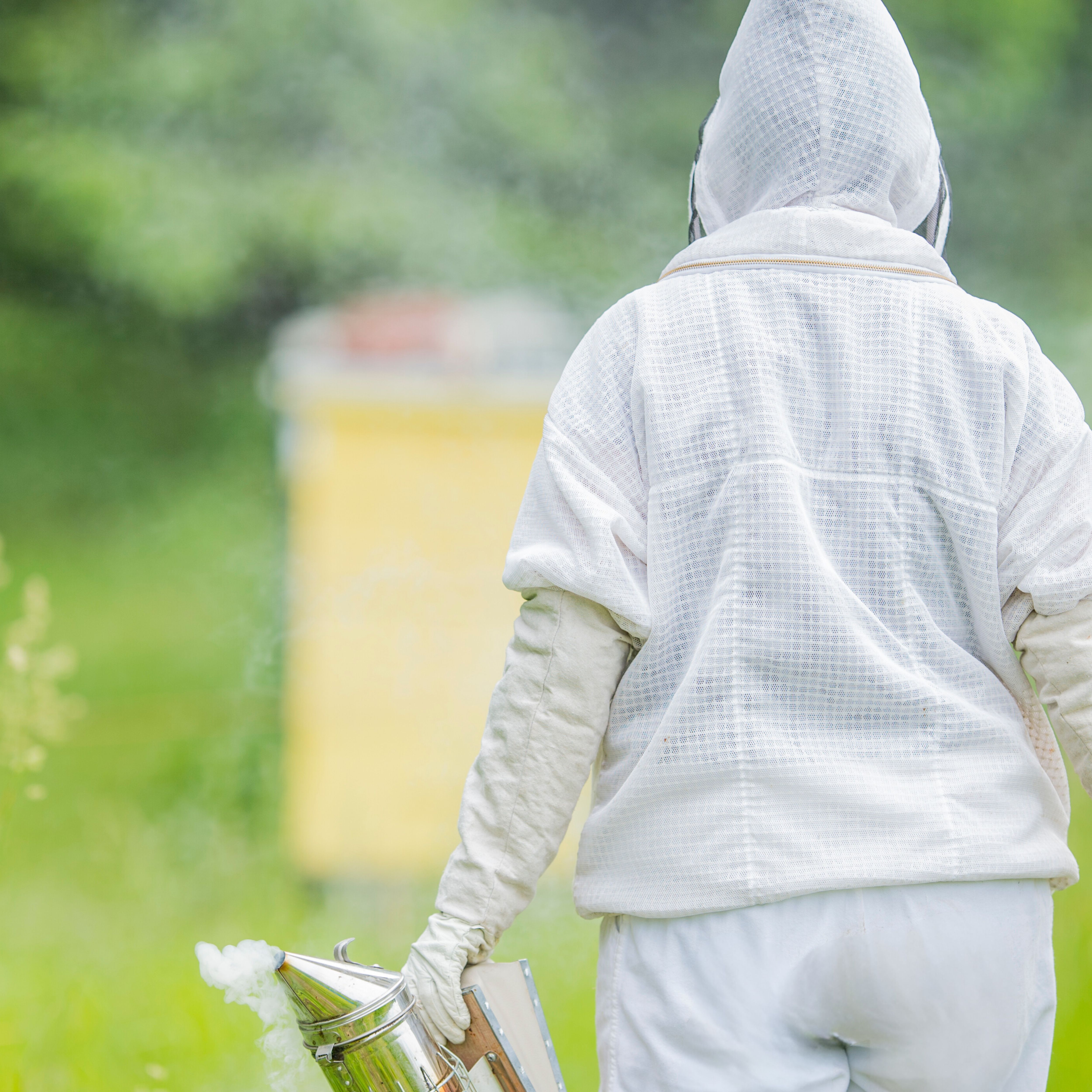 beekeeper going to inspect hives