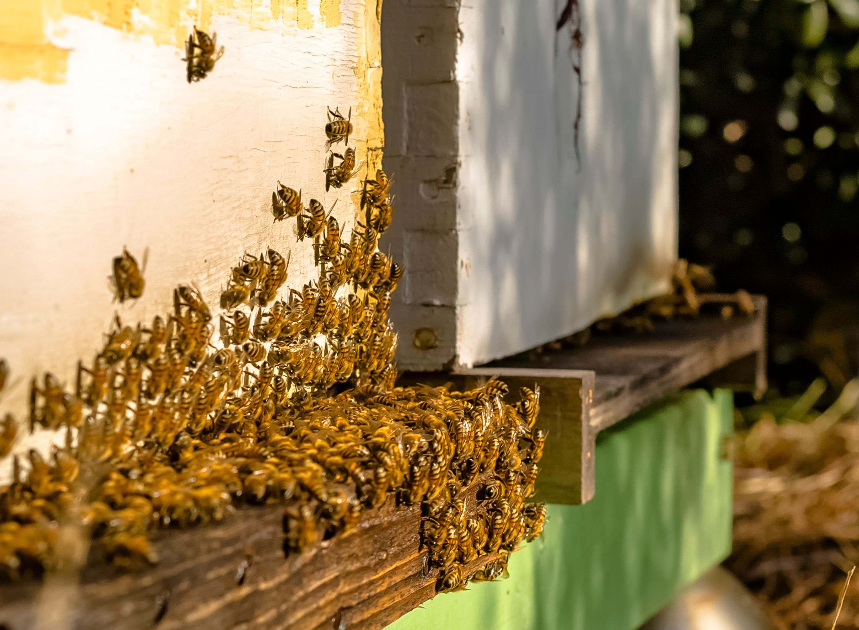 bees bearding on hive to cool it