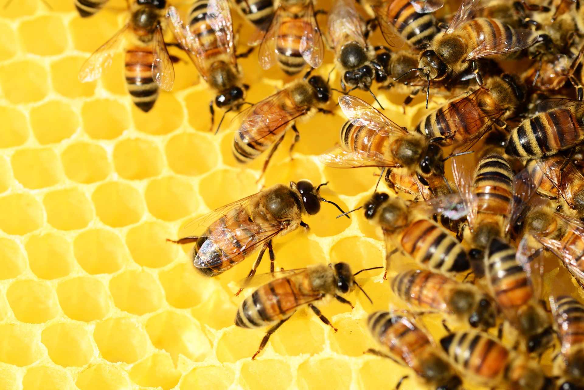 queen and workers on comb