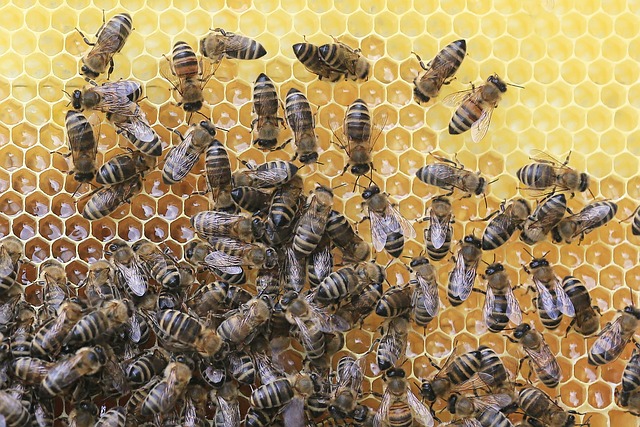 bees on drawn honey combs