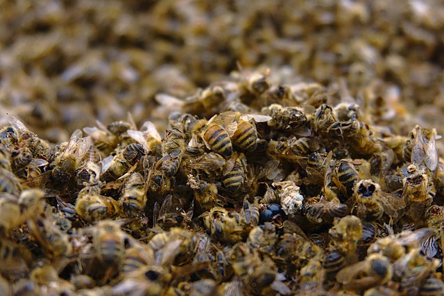 honey bee mass deaths