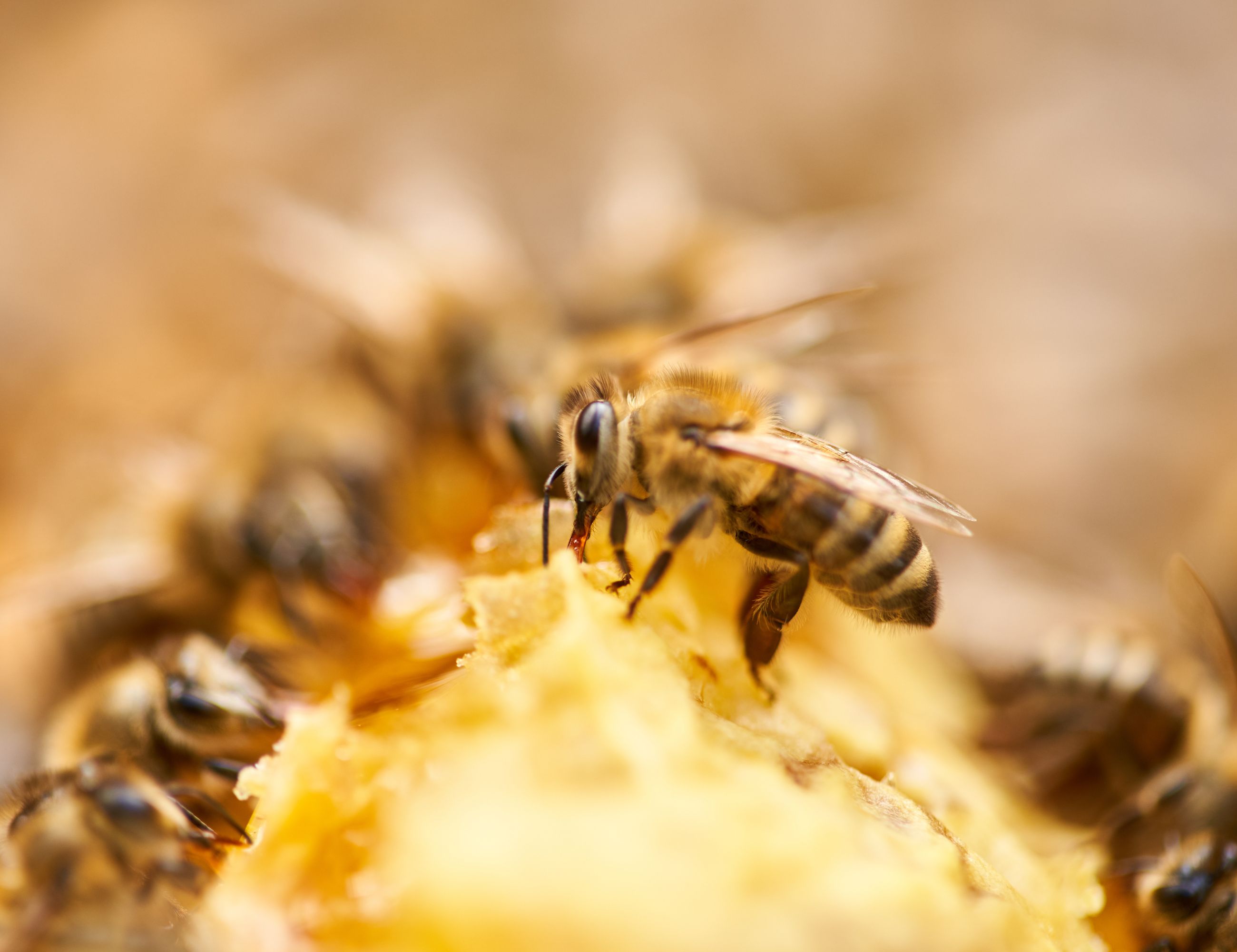 bees on the top of a frame of honey