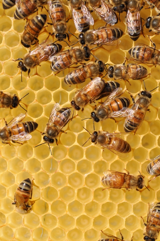 a colony honey bees on a surface of new clean honey comb wax