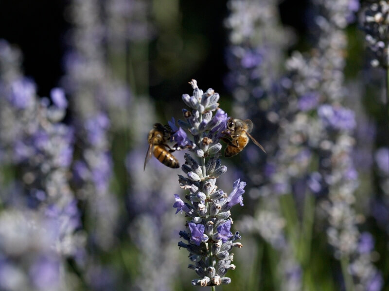 bee in a field on a purple flower