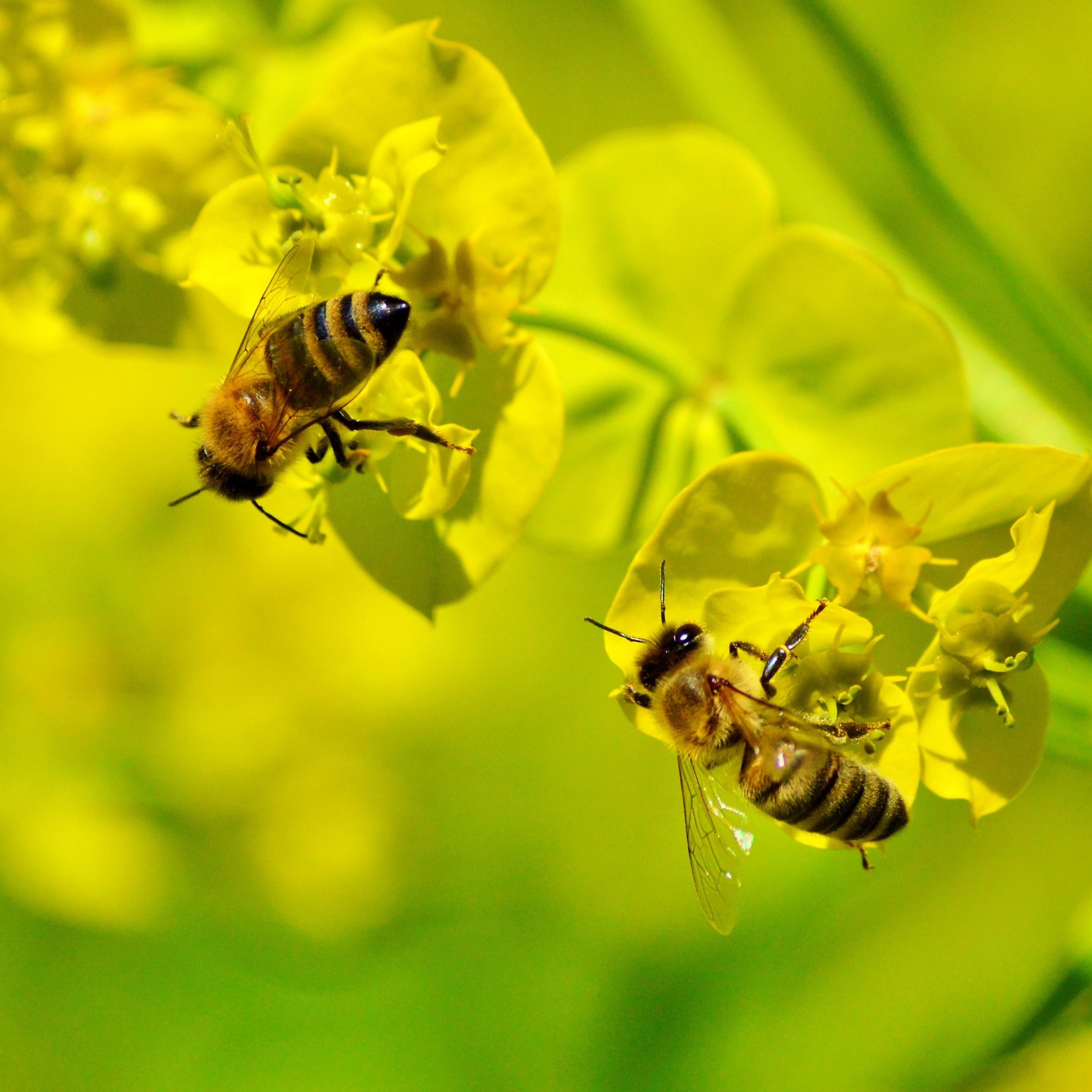 bees on yellow blooms