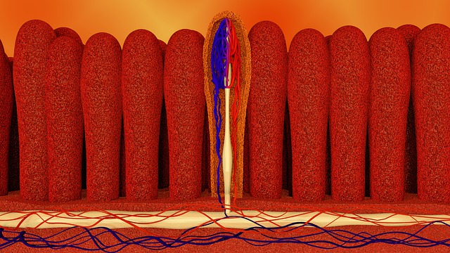 biology health intestines