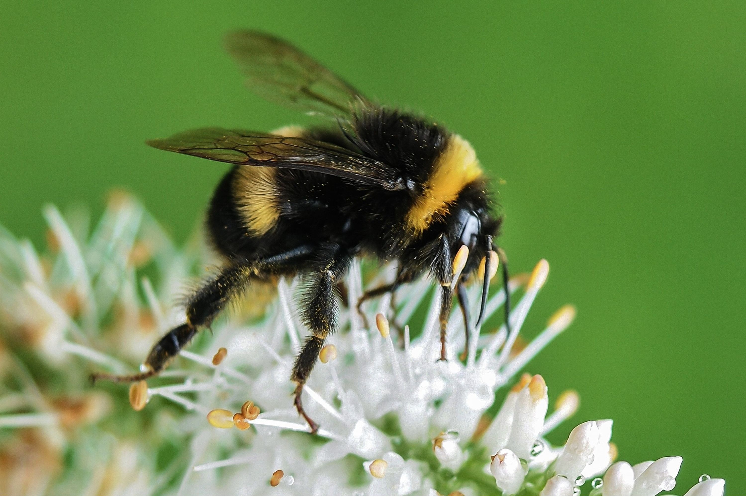 bumblebee on white flower