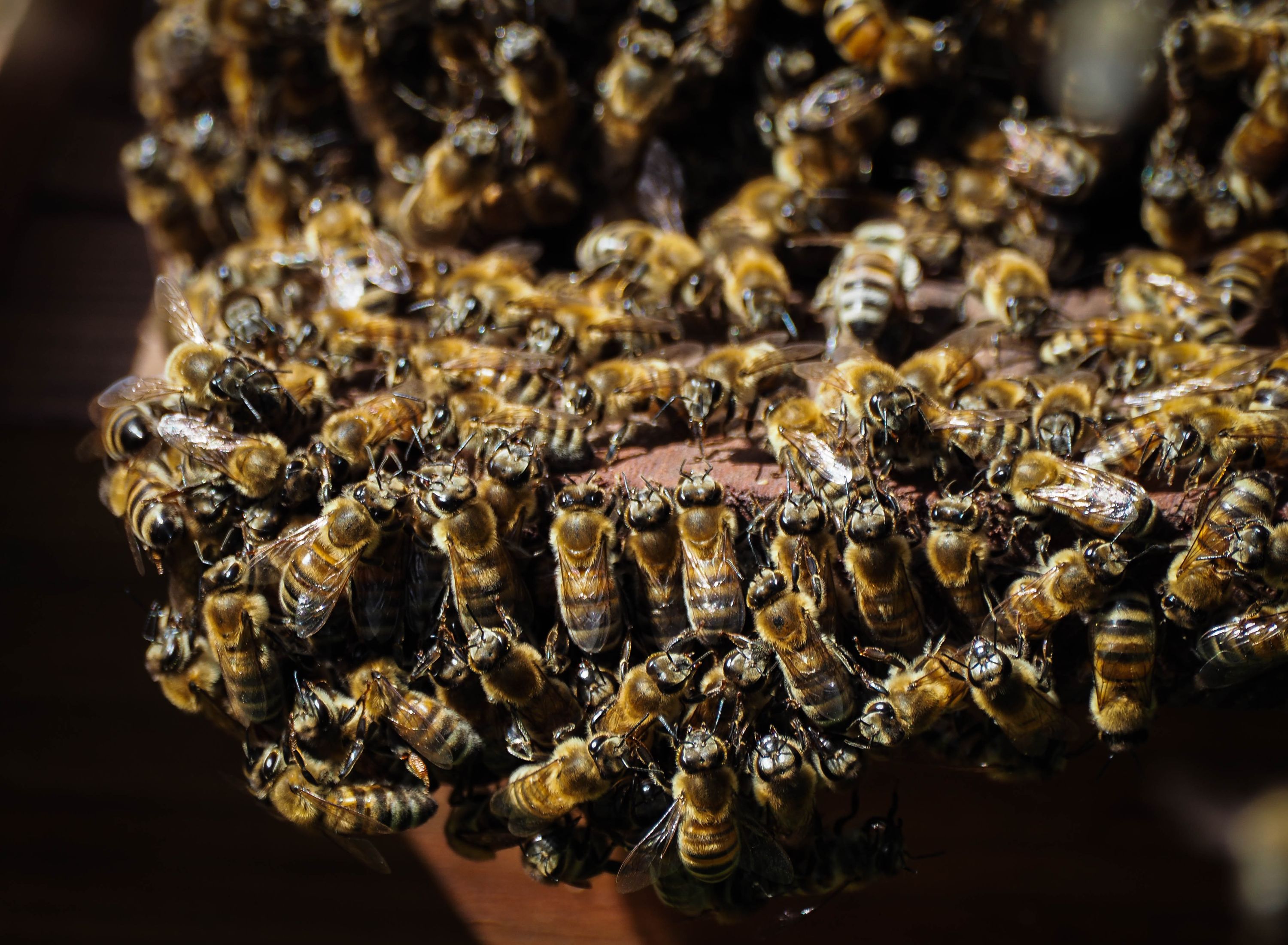 clump of bees forming at the entrance of a beehive, communicating, venting the hive, or preparing to swarm