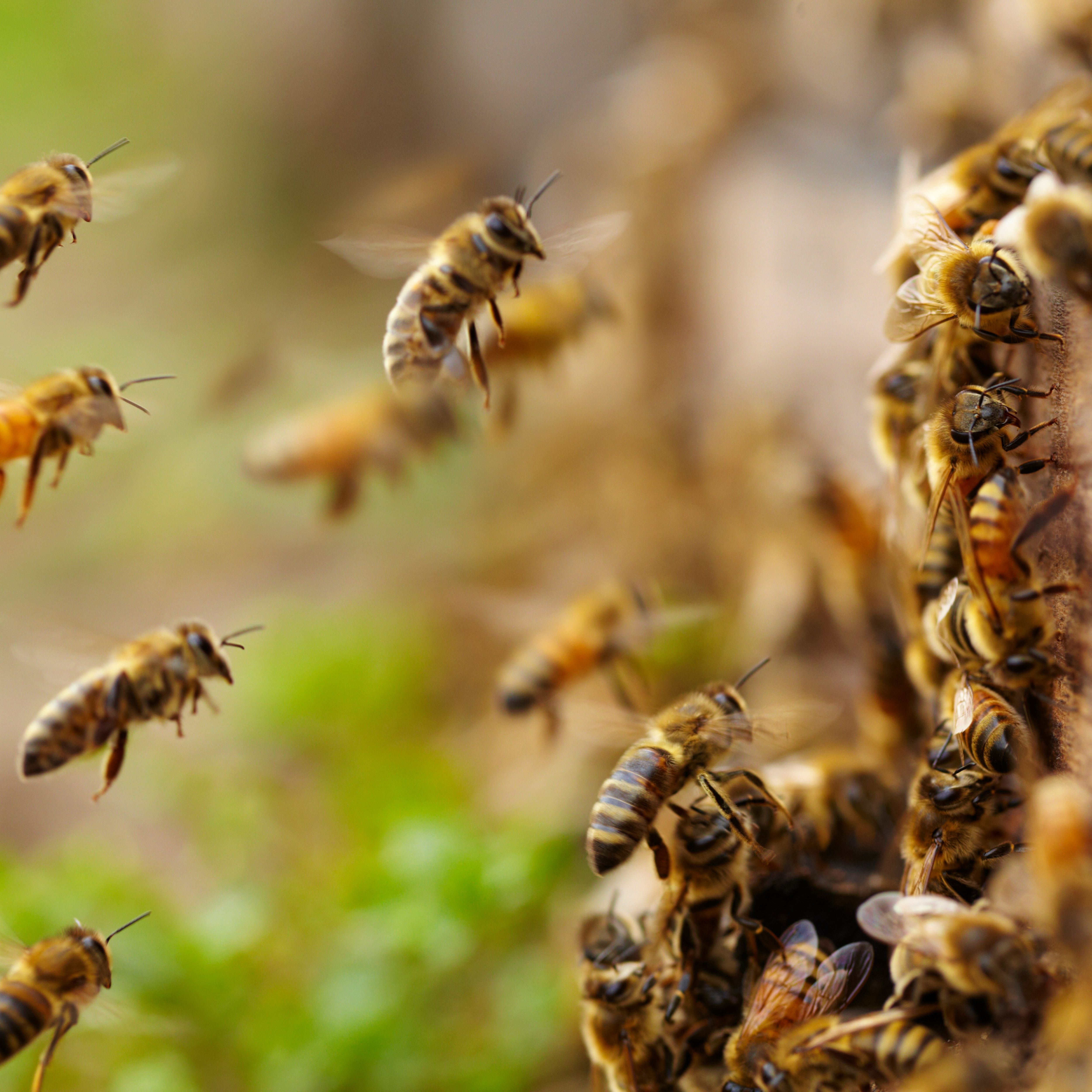 colony of flying bees