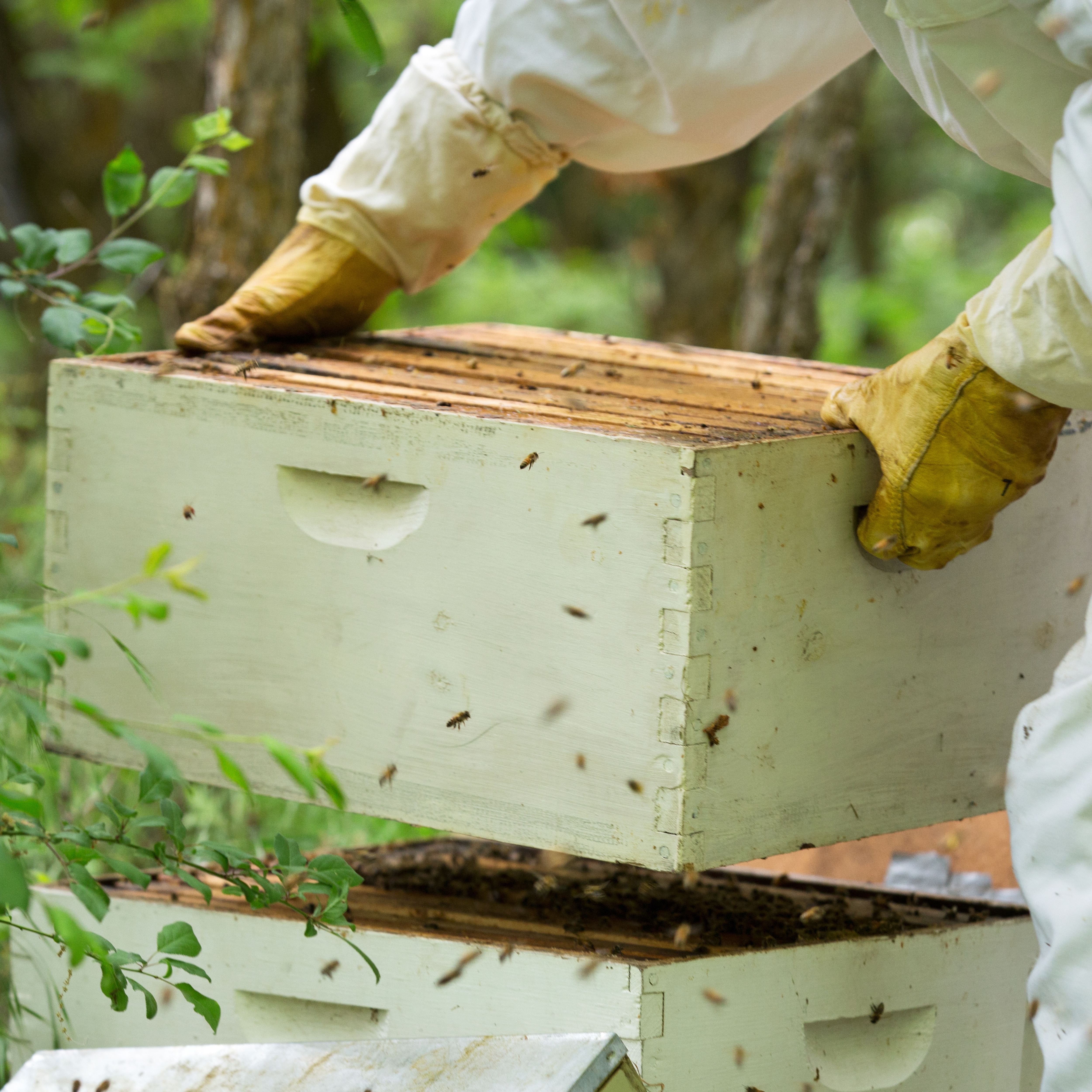 double brood chamber hive