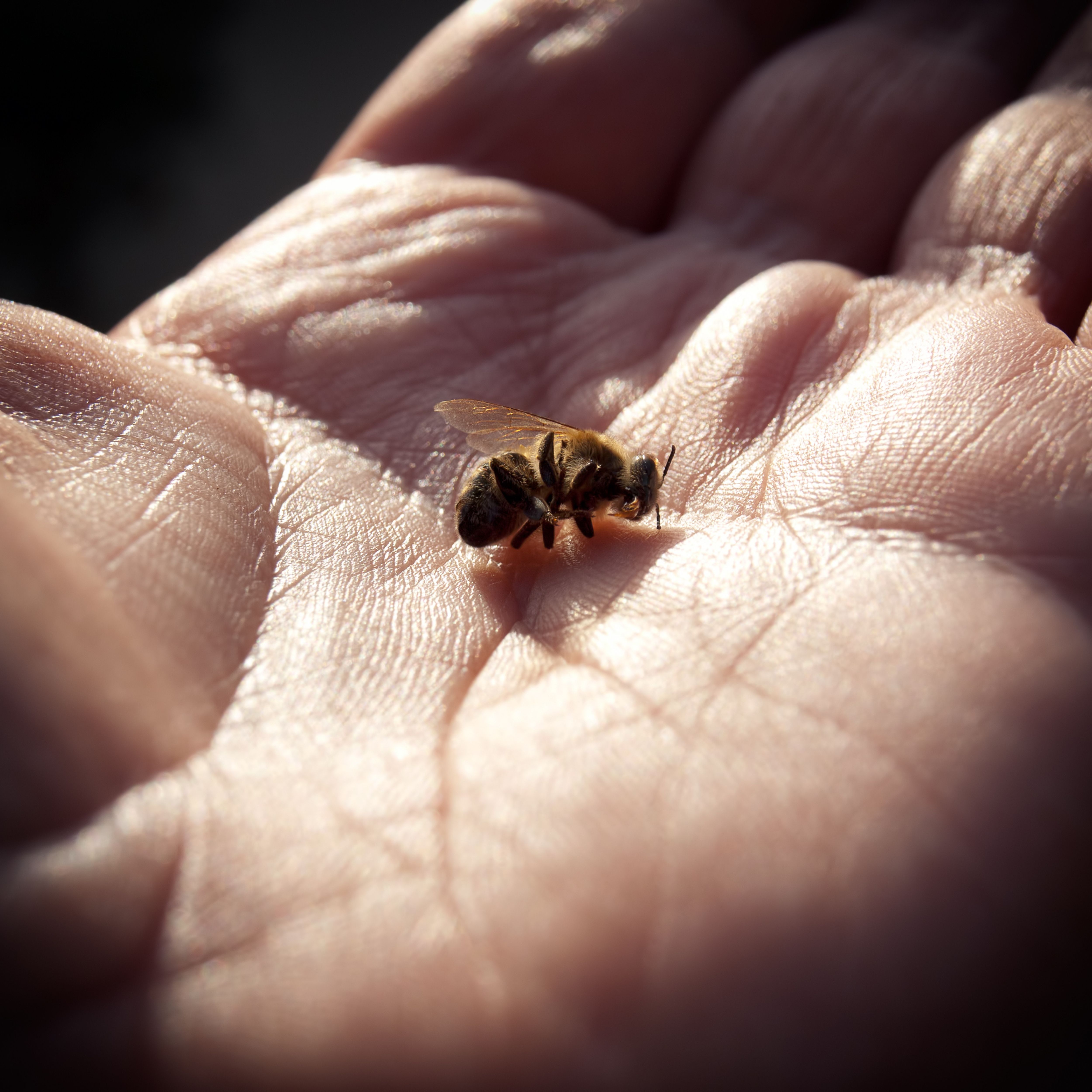 Dying Bee In a Persons Hand